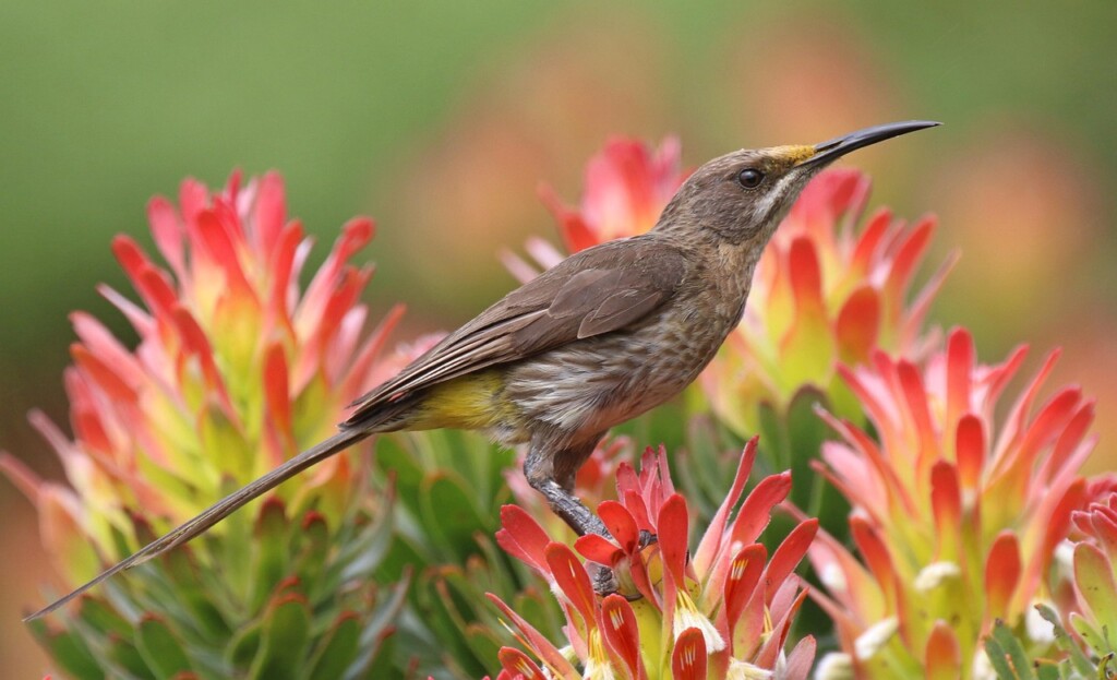 The Cape Sugarbird